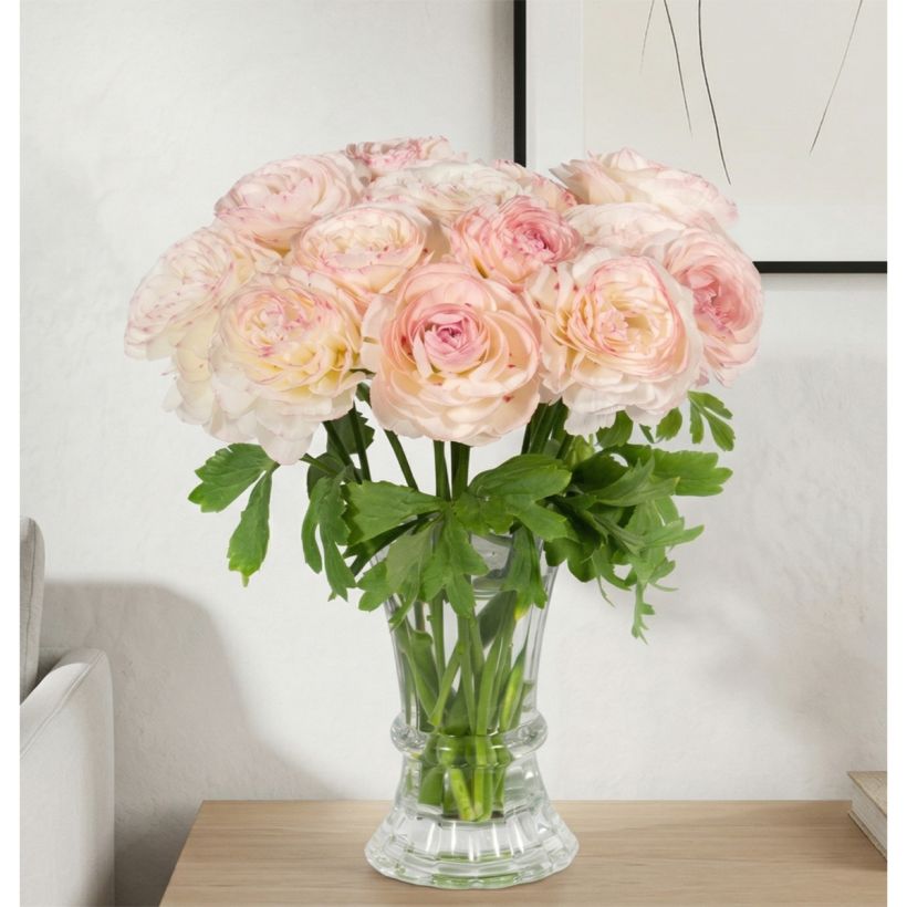 Ranúnculo Romance Orleans – Ranunculus asiaticus (Porte)