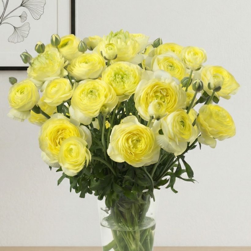 Ranúnculo Romance Quimper – Ranunculus asiaticus (Porte)