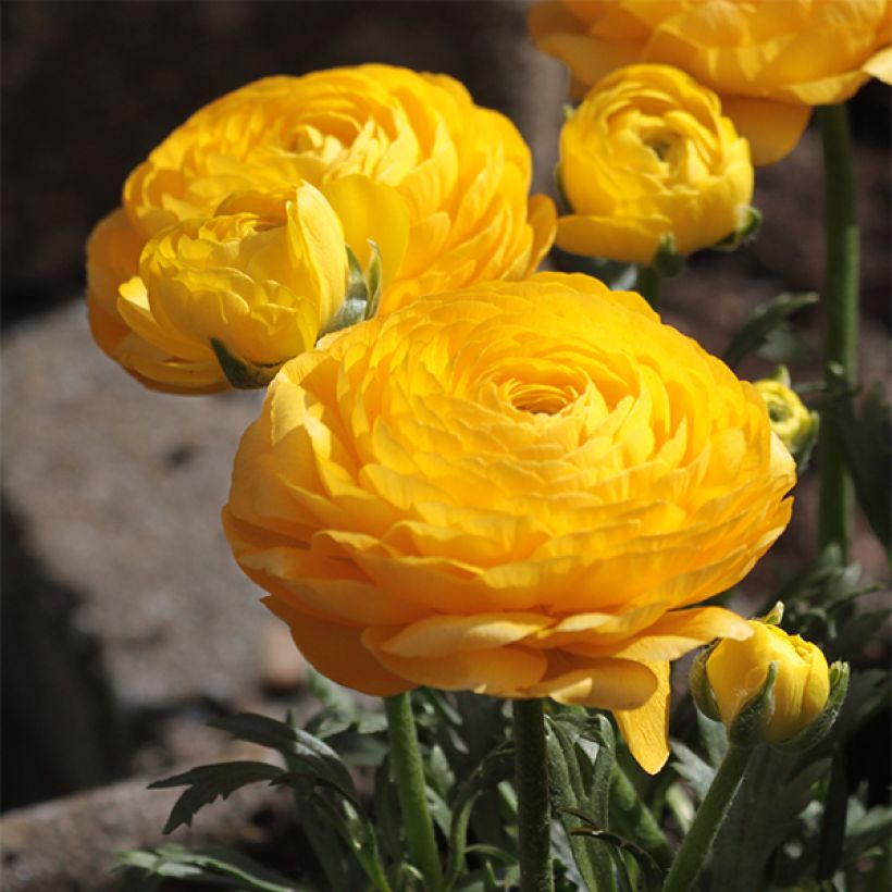Ranunculus asiaticus Yellow - Ranúnculo (Floración)