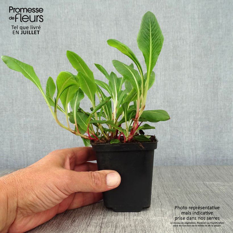 Ejemplar de Persicaria affinis Darjeeling Red Maceta de 8/9 cm entregado en verano