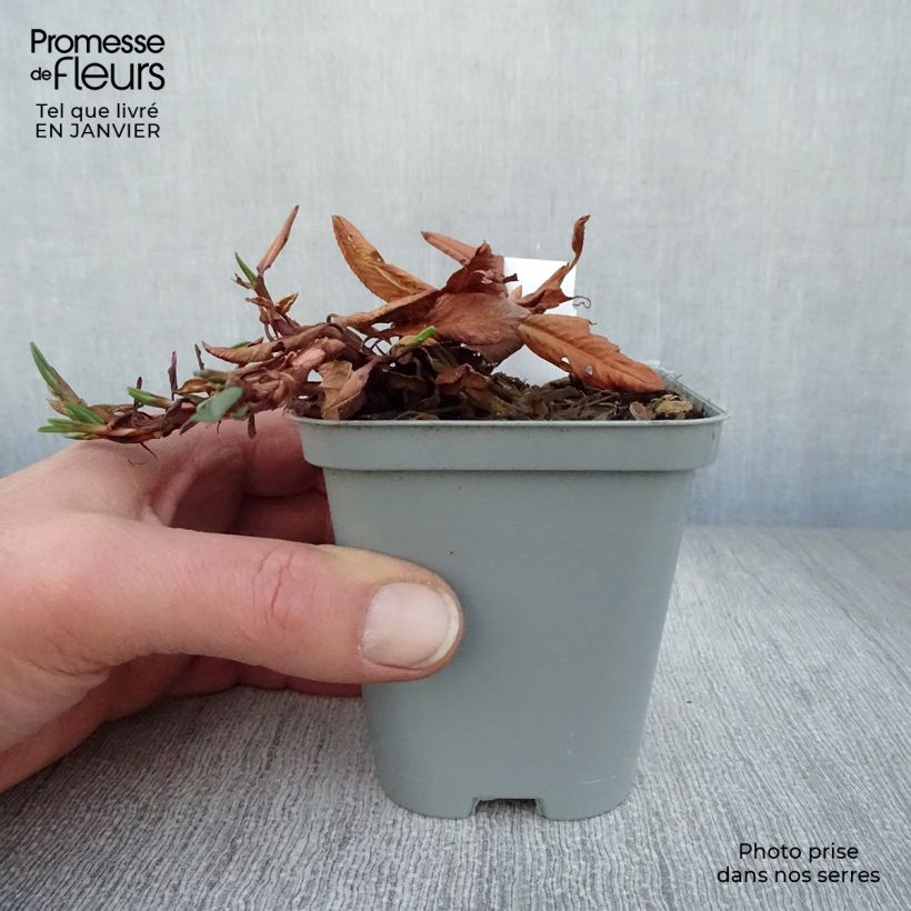 Persicaria affinis Darjeeling Red Maceta de 8/9 cm Ejemplar entregado en invierno