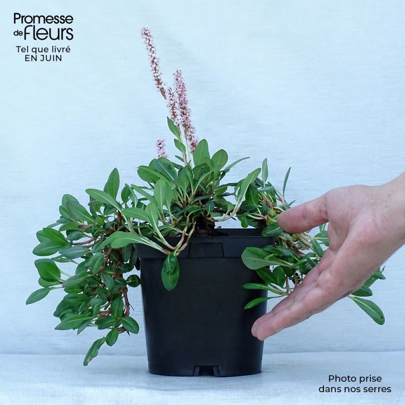 Ejemplar de Persicaria affinis Darjeeling Red Maceta 2L/3L entregado en verano