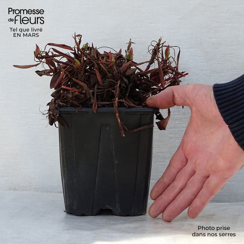 Persicaria affinis Darjeeling Red Maceta 2L/3L Ejemplar entregado en la primavera