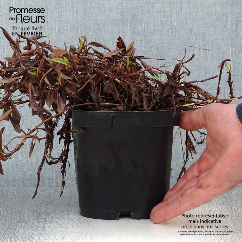 Persicaria affinis Darjeeling Red Maceta 2L/3L Ejemplar entregado en invierno