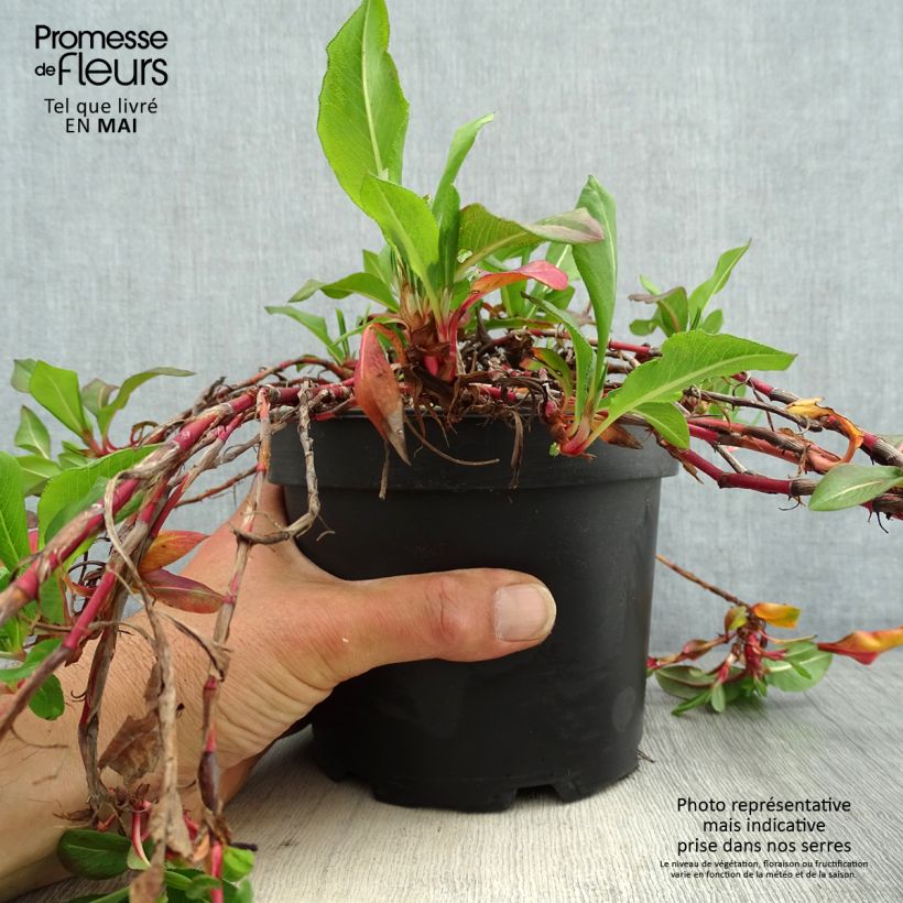 Persicaria affinis Donald Lowndes Maceta 2L/3L Ejemplar entregado en la primavera