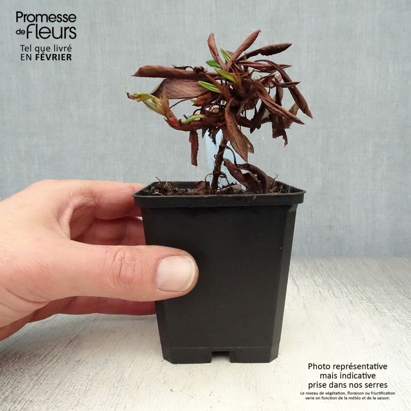 Persicaria affinis Kabouter Maceta de 8/9 cm Ejemplar entregado en invierno