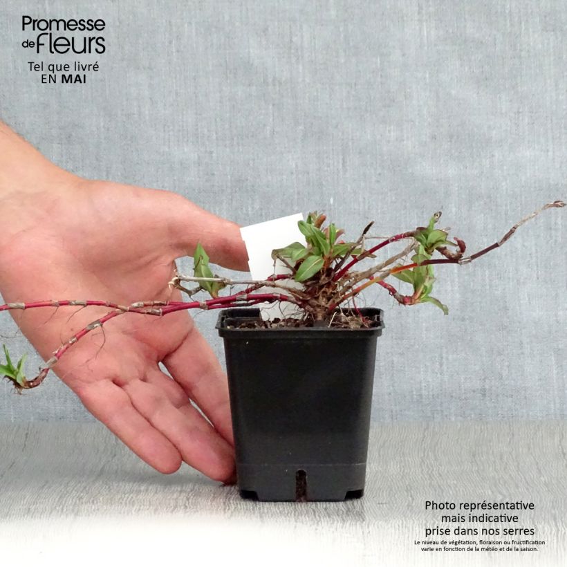 Persicaria affinis Kabouter Maceta de 8/9 cm Ejemplar entregado en la primavera