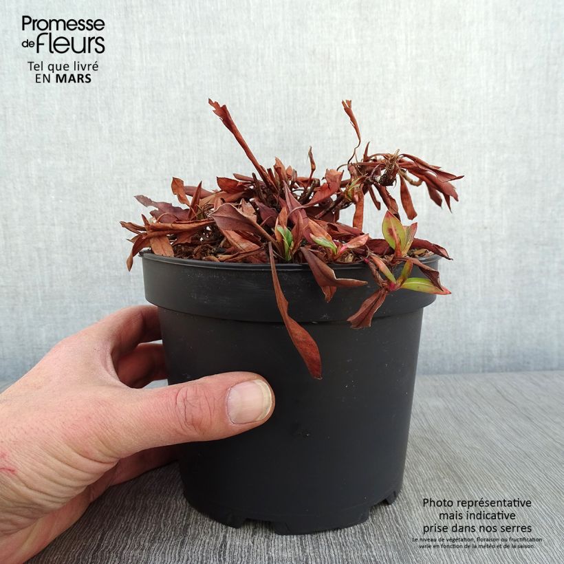 Persicaria affinis Kabouter Maceta 2L/3L Ejemplar entregado en invierno