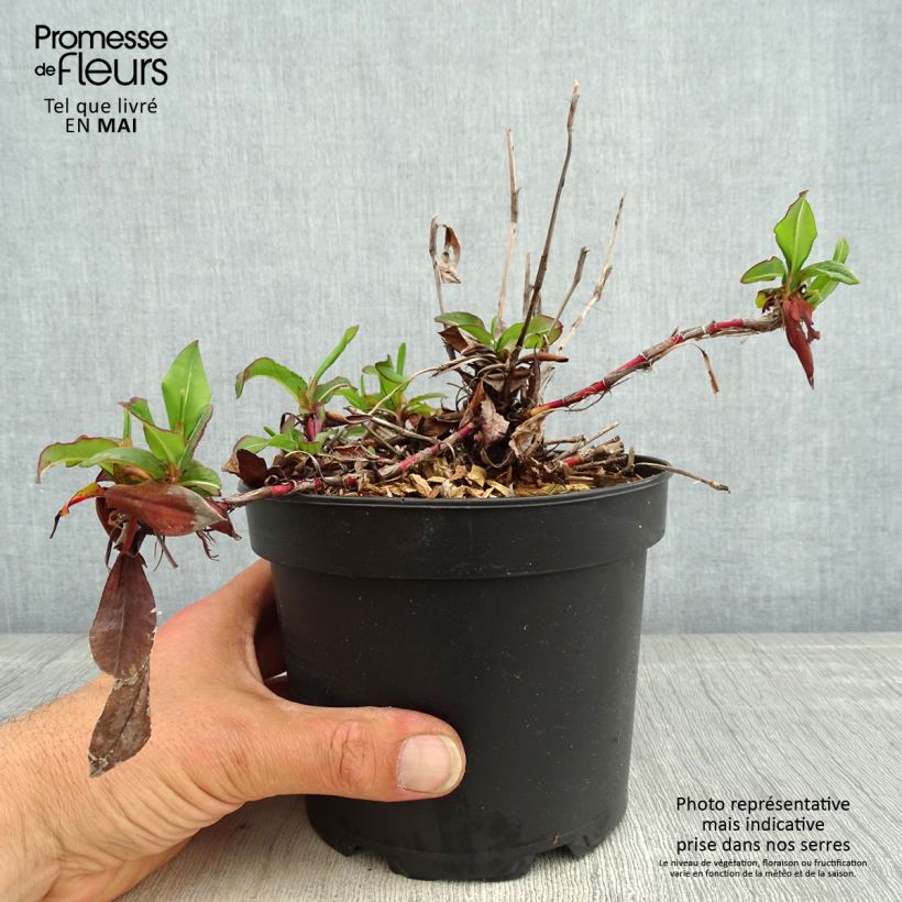 Persicaria affinis Kabouter Maceta 2L/3L Ejemplar entregado en la primavera