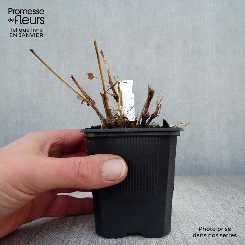 Persicaria amplexicaulis Alba Maceta de 8/9 cm Ejemplar entregado en invierno