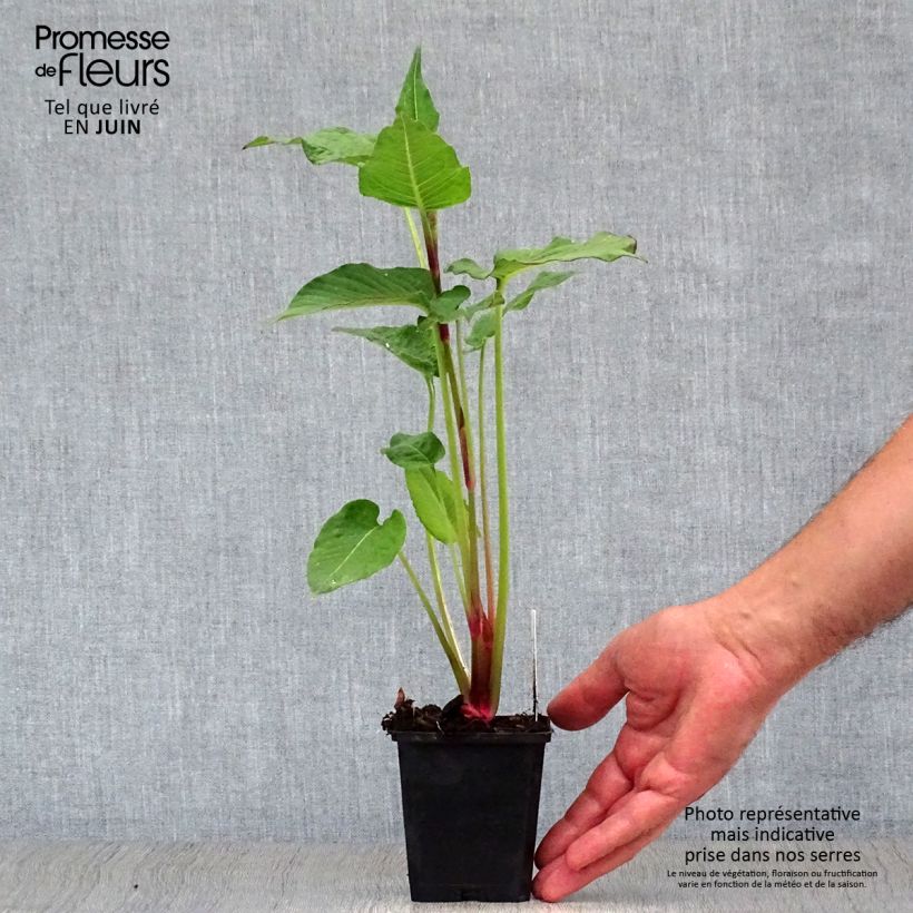 Ejemplar de Persicaria amplexicaulis Blackfield Maceta de 8/9 cm entregado en verano