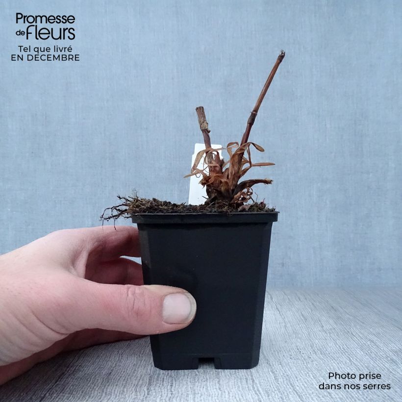 Persicaria amplexicaulis Blackfield Maceta de 8/9 cm Ejemplar entregado en invierno