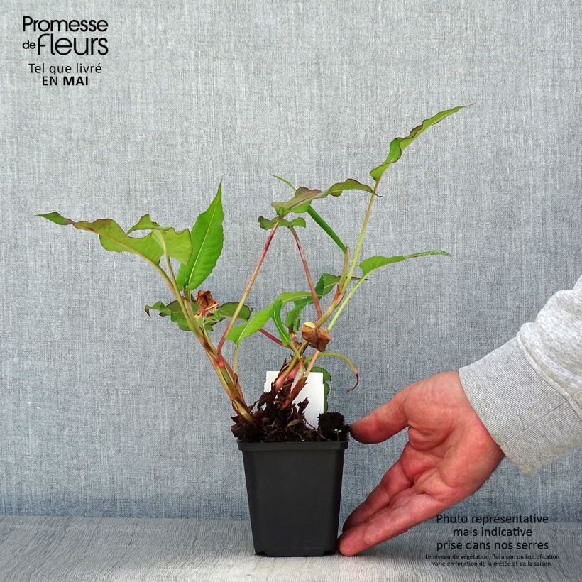 Persicaria amplexicaulis Bloody Mary Maceta de 8/9 cm Ejemplar entregado en la primavera