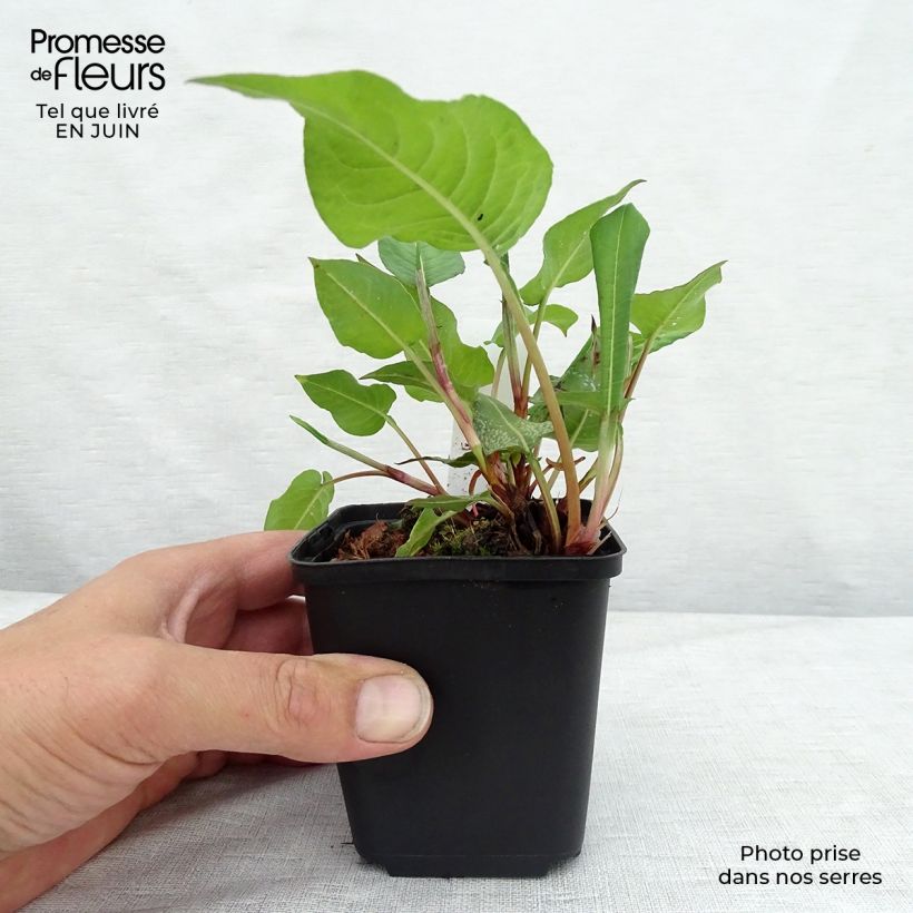 Ejemplar de Persicaria amplexicaulis Dikke Floskes Maceta de 8/9 cm entregado en verano