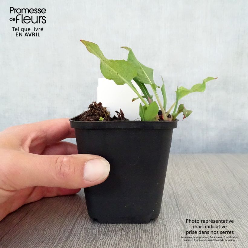 Persicaria amplexicaulis Dikke Floskes Maceta de 8/9 cm Ejemplar entregado en la primavera