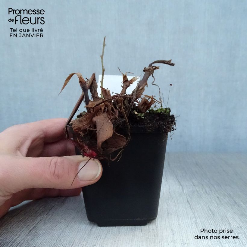 Persicaria amplexicaulis Fat Domino Maceta de 8/9 cm Ejemplar entregado en invierno