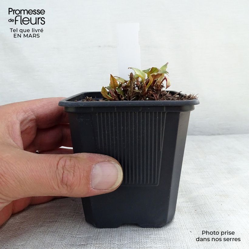 Persicaria amplexicaulis Golden Arrow Maceta de 8/9 cm Ejemplar entregado en invierno