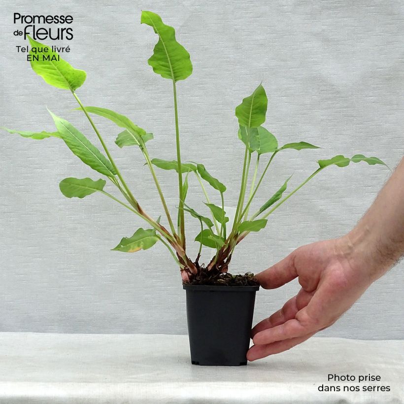 Persicaria amplexicaulis High Society Maceta de 8/9 cm Ejemplar entregado en la primavera