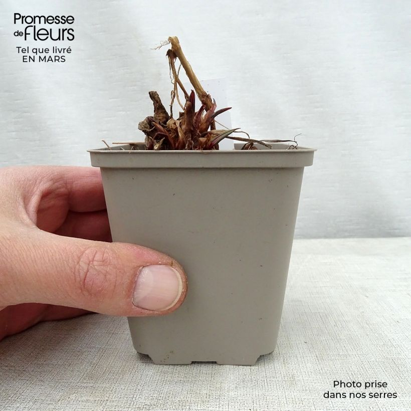 Persicaria amplexicaulis Inverleith Maceta de 8/9 cm Ejemplar entregado en la primavera