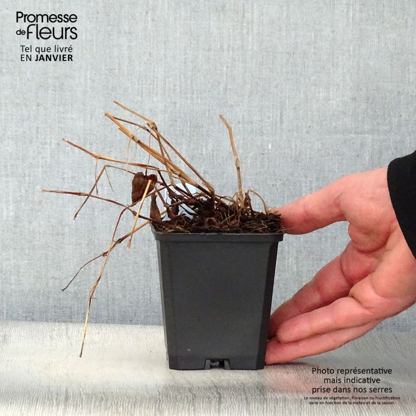 Persicaria amplexicaulis Inverleith Maceta de 8/9 cm Ejemplar entregado en invierno