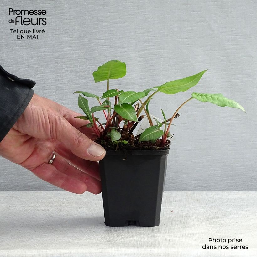 Persicaria amplexicaulis JS Caliente Maceta de 8/9 cm Ejemplar entregado en la primavera