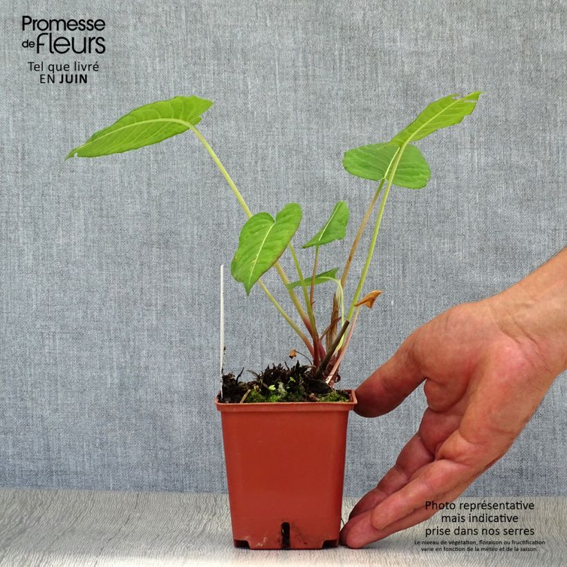 Ejemplar de Persicaria amplexicaulis JS Caliente Maceta de 8/9 cm entregado en verano