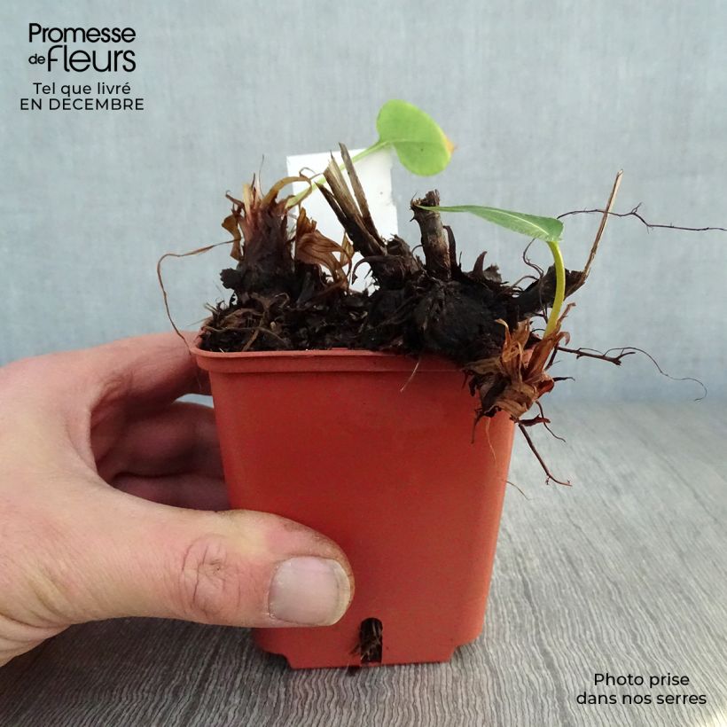 Persicaria amplexicaulis JS Caliente Maceta de 8/9 cm Ejemplar entregado en invierno