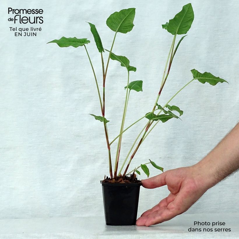 Ejemplar de Persicaria amplexicaulis JS Delgado Macho Maceta de 8/9 cm entregado en verano