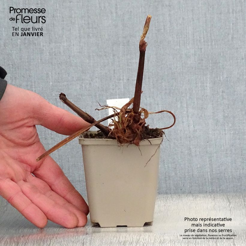 Persicaria amplexicaulis Jo and Guido's Form Maceta de 8/9 cm Ejemplar entregado en invierno