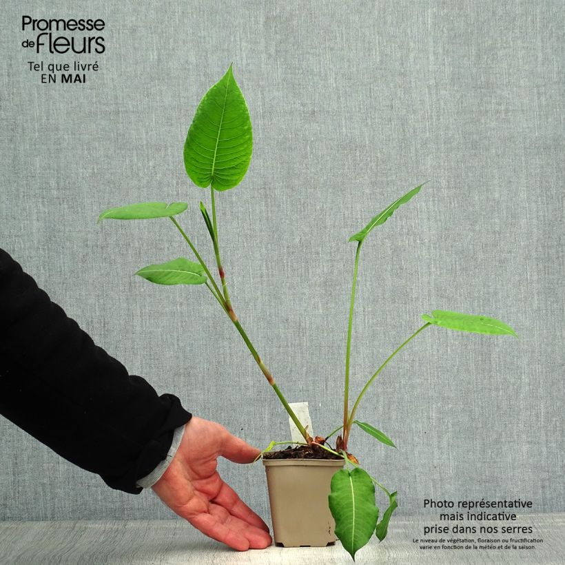 Persicaria amplexicaulis Jo and Guido's Form Maceta de 8/9 cm Ejemplar entregado en la primavera