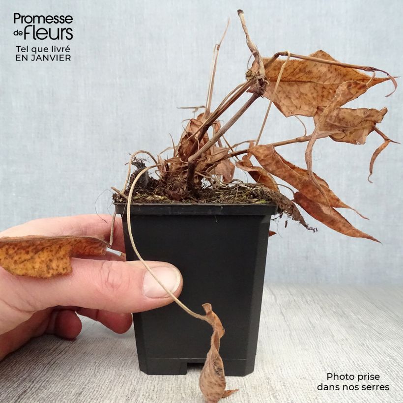 Persicaria amplexicaulis Orange Field Maceta de 7/8 cm Ejemplar entregado en invierno