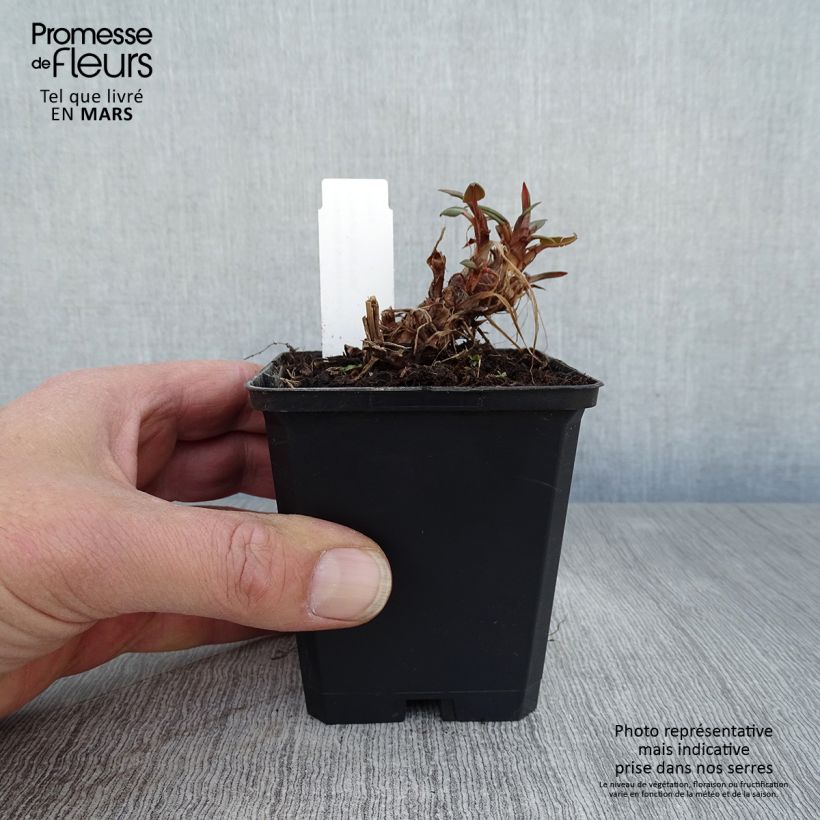 Persicaria amplexicaulis Orange Field Maceta de 7/8 cm Ejemplar entregado en la primavera