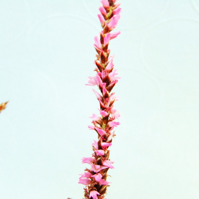 Persicaria amplexicaulis Pink Elephant (Floración)