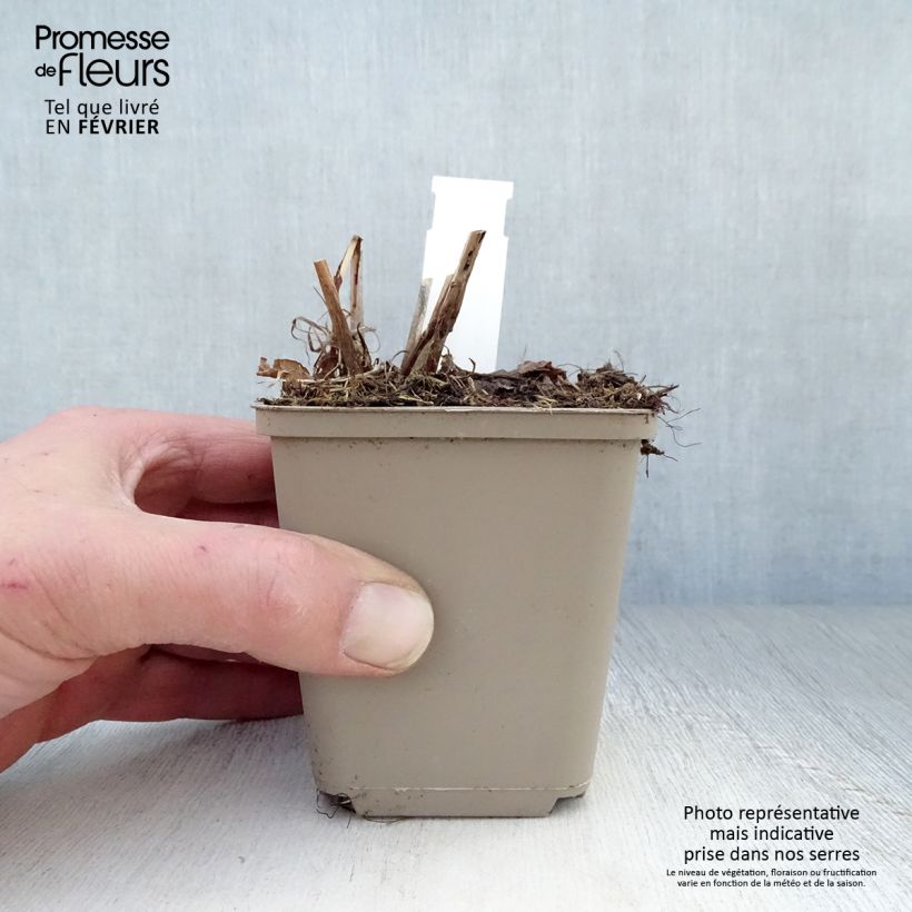 Persicaria amplexicaulis Pink Elephant Maceta de 8/9 cm Ejemplar entregado en invierno