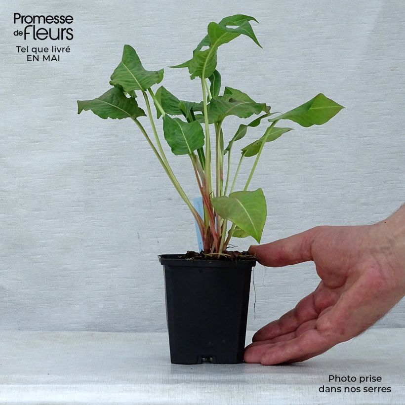 Persicaria amplexicaulis Rosea Maceta de 8/9 cm Ejemplar entregado en la primavera