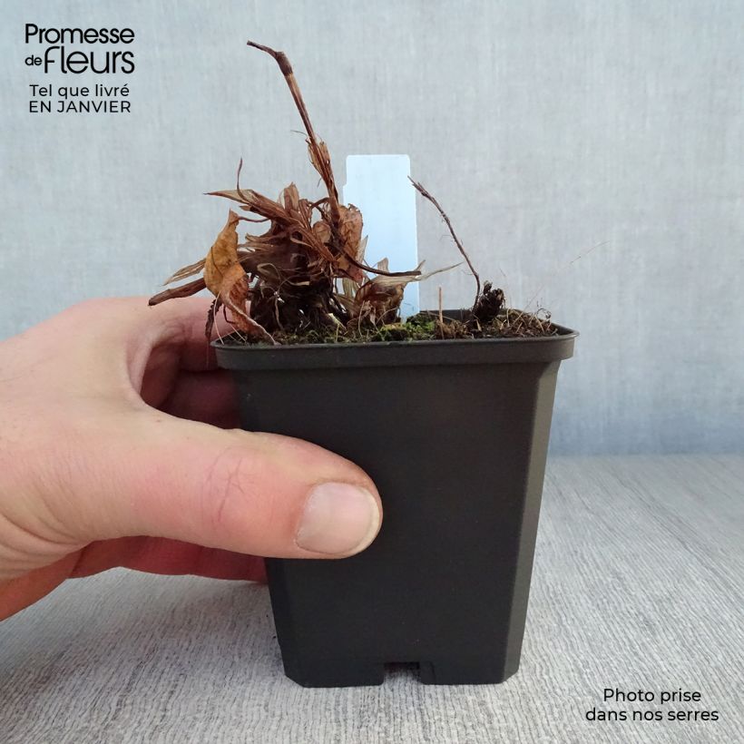 Persicaria amplexicaulis Rosea Maceta de 8/9 cm Ejemplar entregado en invierno