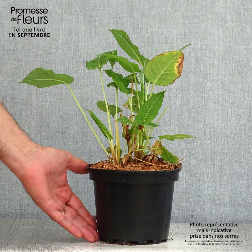 Ejemplar de Persicaria amplexicaulis Rosea Maceta 2L/3L entregado en verano