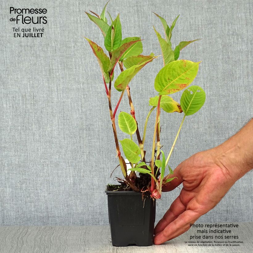Ejemplar de Persicaria amplexicaulis Taurus Maceta de 8/9 cm entregado en verano