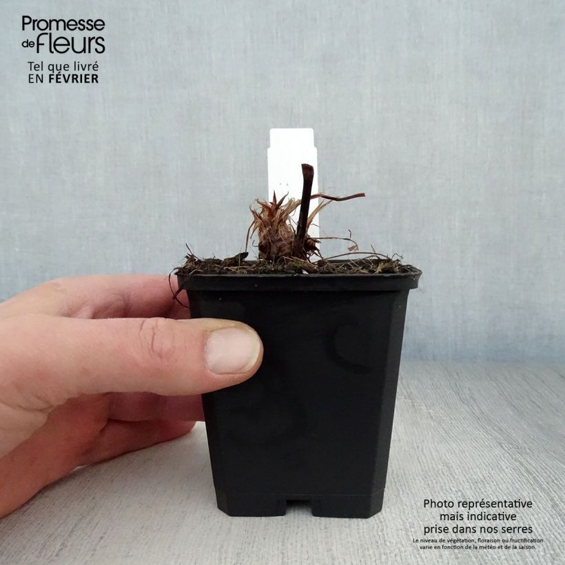 Persicaria amplexicaulis Taurus Maceta de 8/9 cm Ejemplar entregado en invierno