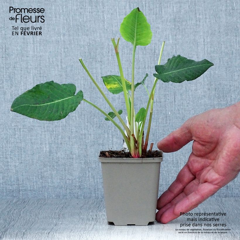 Ejemplar de Persicaria amplexicaulis Vesuvius Maceta de 8/9 cm entregado en otoño