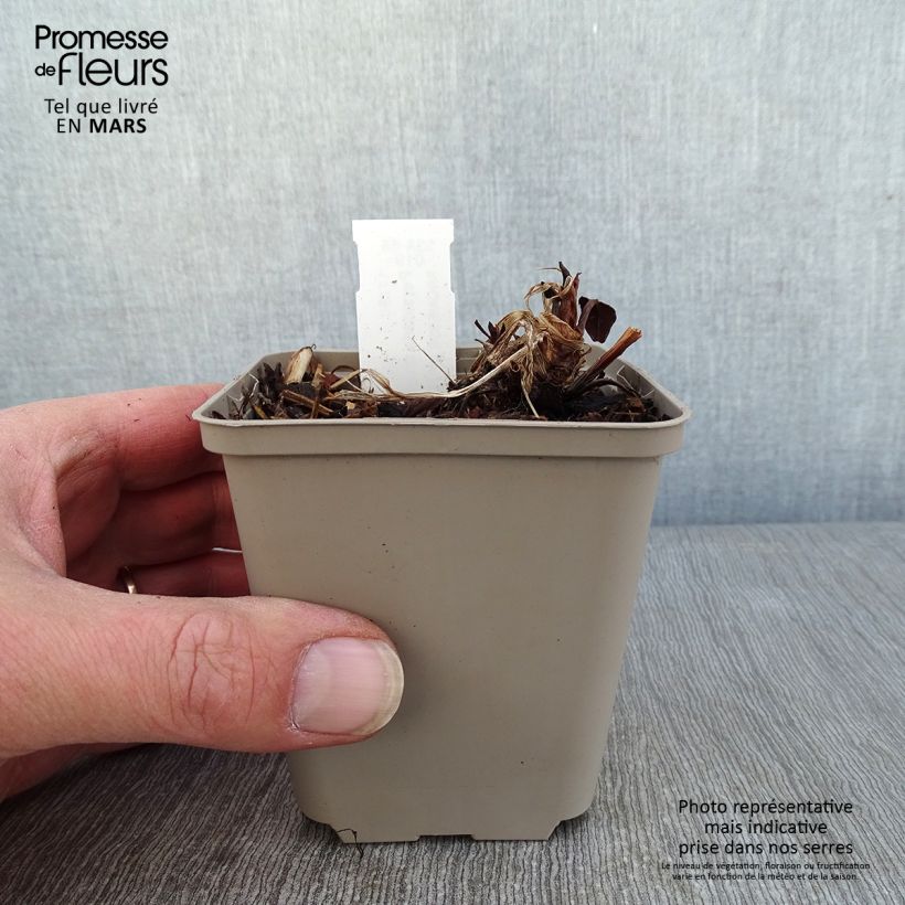 Persicaria amplexicaulis Vesuvius Maceta de 8/9 cm Ejemplar entregado en invierno