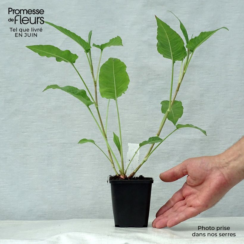 Ejemplar de Persicaria amplexicaulis White Eastfield Maceta de 8/9 cm entregado en verano