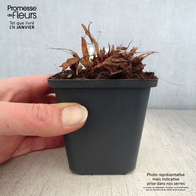 Persicaria amplexicaulis White Eastfield Maceta de 8/9 cm Ejemplar entregado en invierno