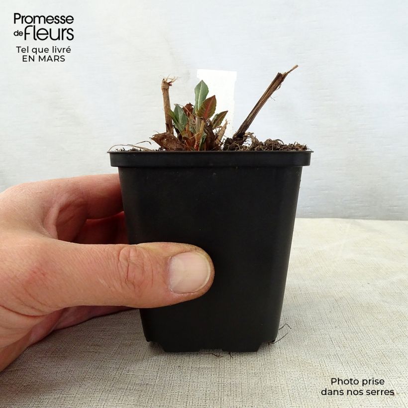 Persicaria amplexicaulis White Eastfield Maceta de 8/9 cm Ejemplar entregado en la primavera