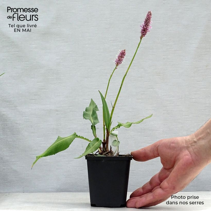 Persicaria bistorta Hohe Tatra Maceta de 8/9 cm Ejemplar entregado en la primavera
