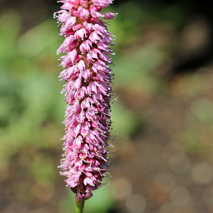 Persicaria bistorta Hohe Tatra (Floración)