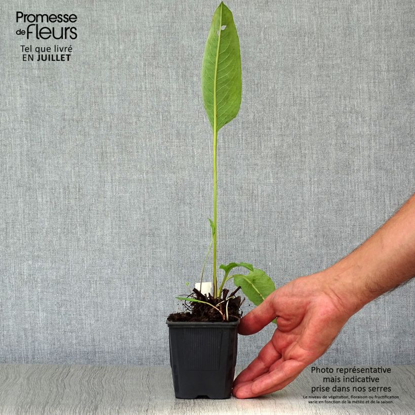 Ejemplar de Persicaria bistorta Superba Maceta de 8/9 cm entregado en verano