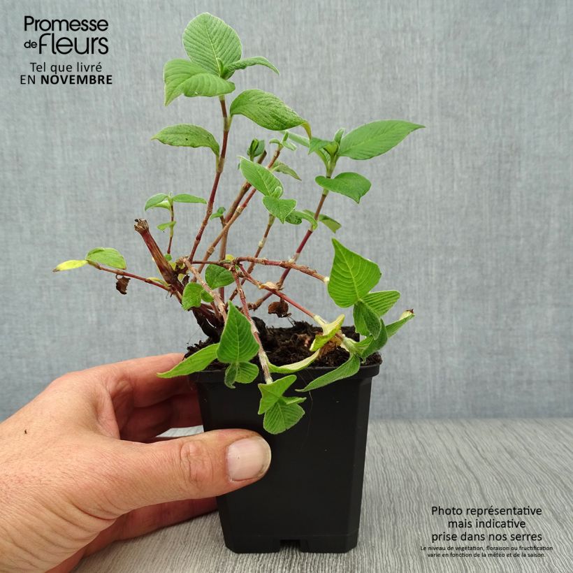 Ejemplar de Persicaria campanulata Maceta de 8/9 cm entregado en otoño