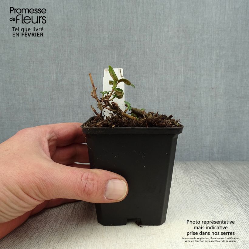 Persicaria campanulata Maceta de 8/9 cm Ejemplar entregado en invierno