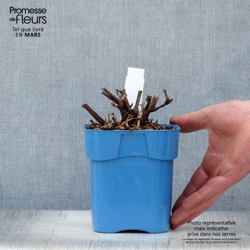 Persicaria microcephala Red Dragon Maceta 1,5L/2L Ejemplar entregado en la primavera